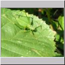 Leptophyes punctatissima - Punktierte Zartschrecke 03.jpg